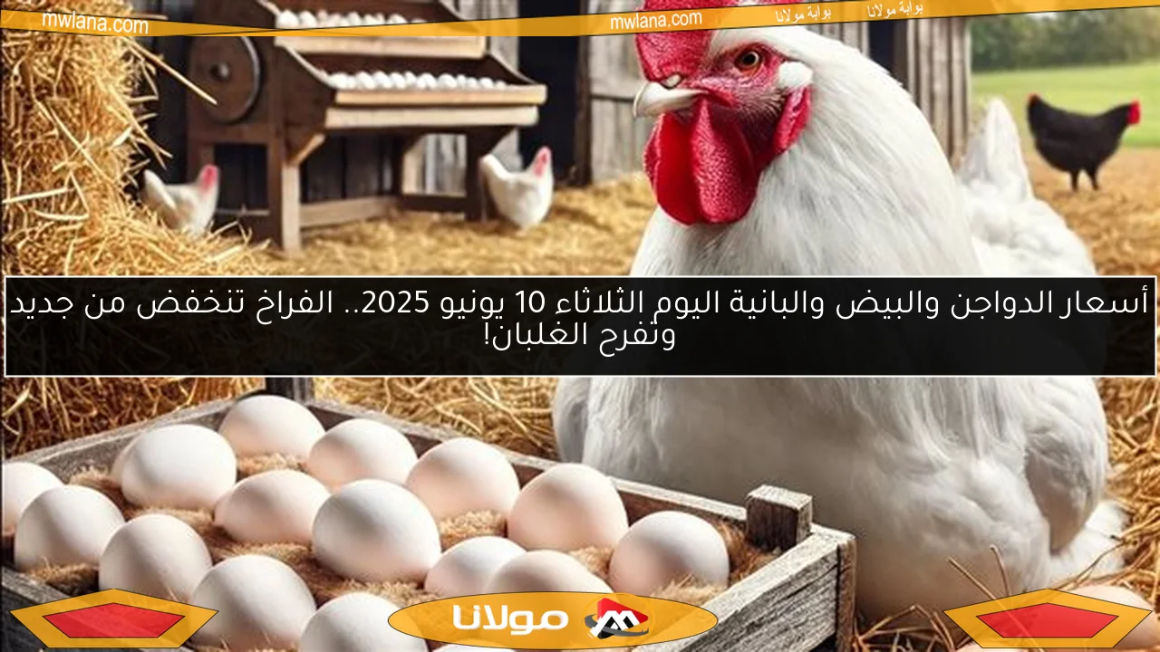 أسعار الدواجن والبيض والبانية اليوم الثلاثاء 10 يونيو 2025.. الفراخ تنخفض من جديد وتفرح الغلبان!