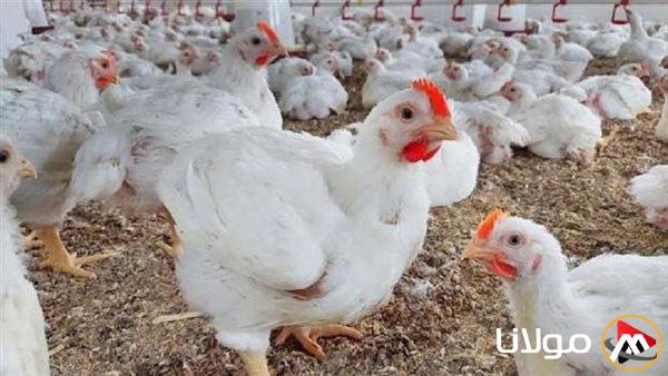 أسعار الدواجن ترتفع بشكل غير مسبوق والفراخ تقترب من 100 جنيه والبيض يستمر في الصعود حسب بورصة الدواجن اليوم الاثنين 5 مايو 2025