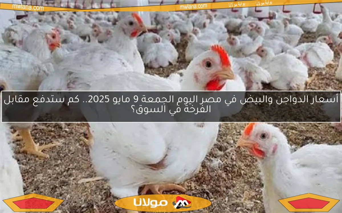 أسعار الدواجن والبيض في مصر اليوم الجمعة 9 مايو 2025.. كم ستدفع مقابل الفرخة في السوق؟