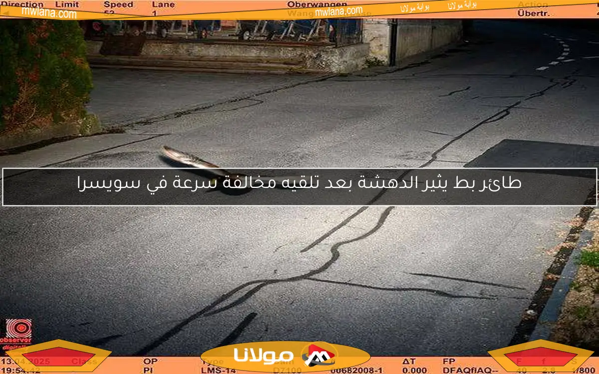 طائر بط يثير الدهشة بعد تلقيه مخالفة سرعة في سويسرا
