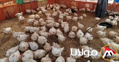أسعار البيض والفراخ تنخفض بفضل انتظام الإنتاج وفقًا لاتحاد منتجي الدواجن