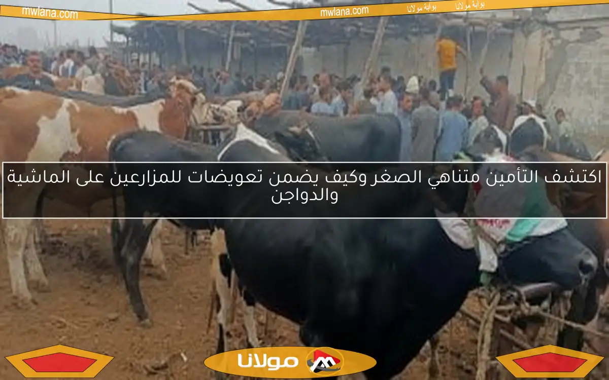 اكتشف التأمين متناهي الصغر وكيف يضمن تعويضات للمزارعين على الماشية والدواجن