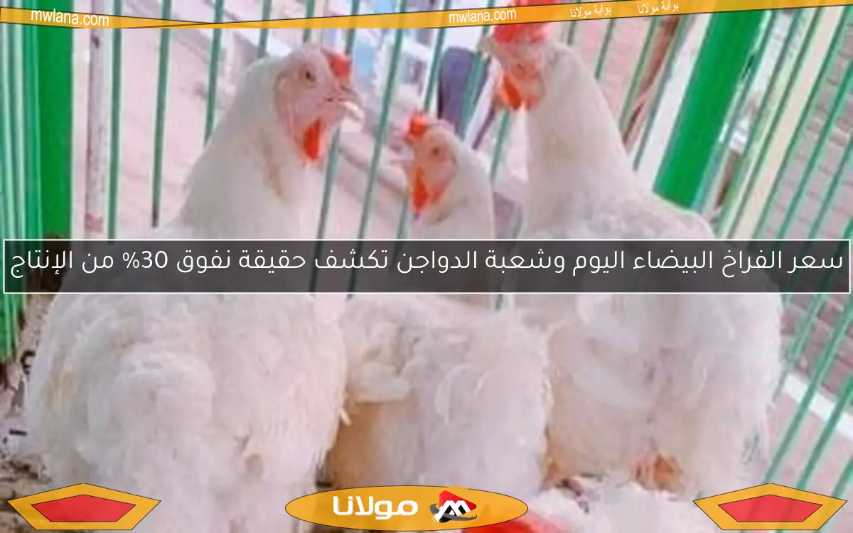 سعر الفراخ البيضاء اليوم وشعبة الدواجن تكشف حقيقة نفوق 30% من الإنتاج