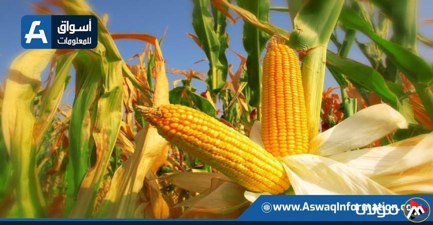 سعر طن الذرة الصفراء اليوم الأربعاء وما هو سعر الأردب لدى التجار؟