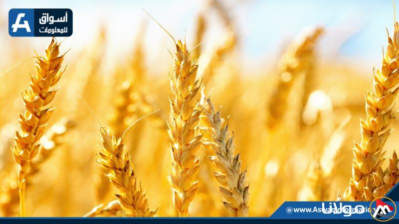 أسعار القمح اليوم الأحد.. تعرف على سعر الطن الروسي عند التجار