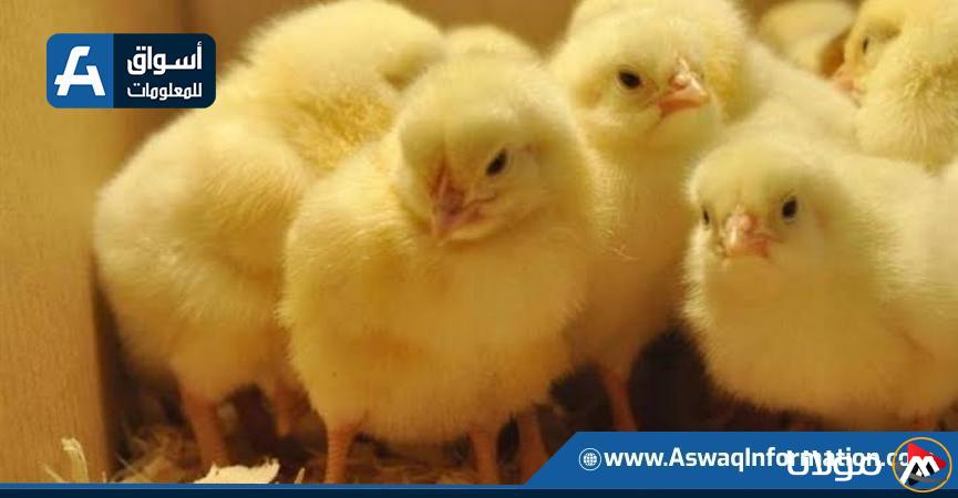 أسعار الكتاكيت البيضاء اليوم الإثنين في المزرعة: تعرف على أحدث الأسعار!