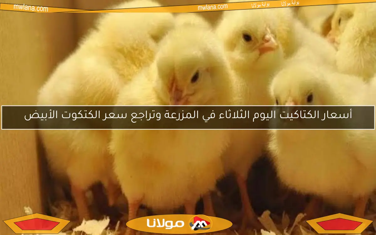 أسعار الكتاكيت اليوم الثلاثاء في المزرعة وتراجع سعر الكتكوت الأبيض