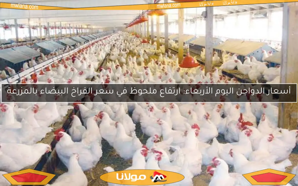 أسعار الدواجن اليوم الأربعاء: ارتفاع ملحوظ في سعر الفراخ البيضاء بالمزرعة