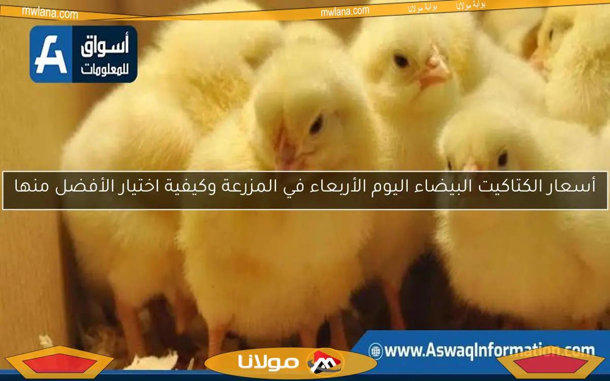 أسعار الكتاكيت البيضاء اليوم الأربعاء في المزرعة وكيفية اختيار الأفضل منها