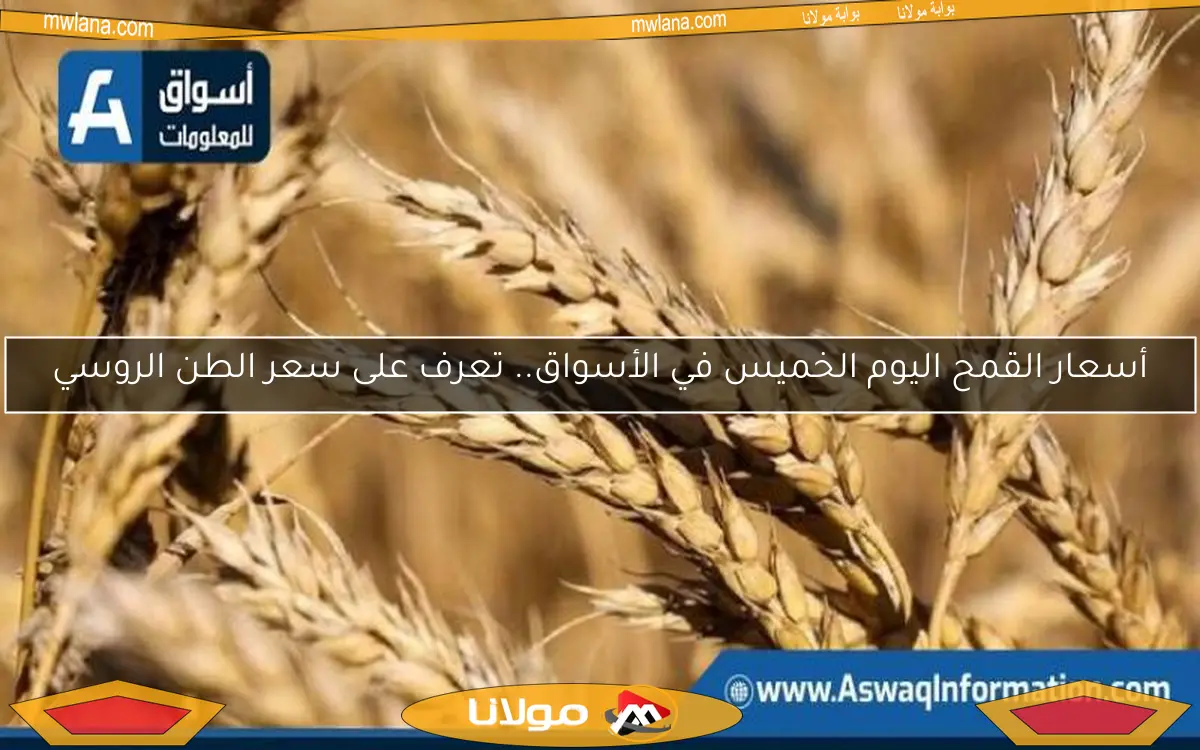 أسعار القمح اليوم الخميس في الأسواق.. تعرف على سعر الطن الروسي