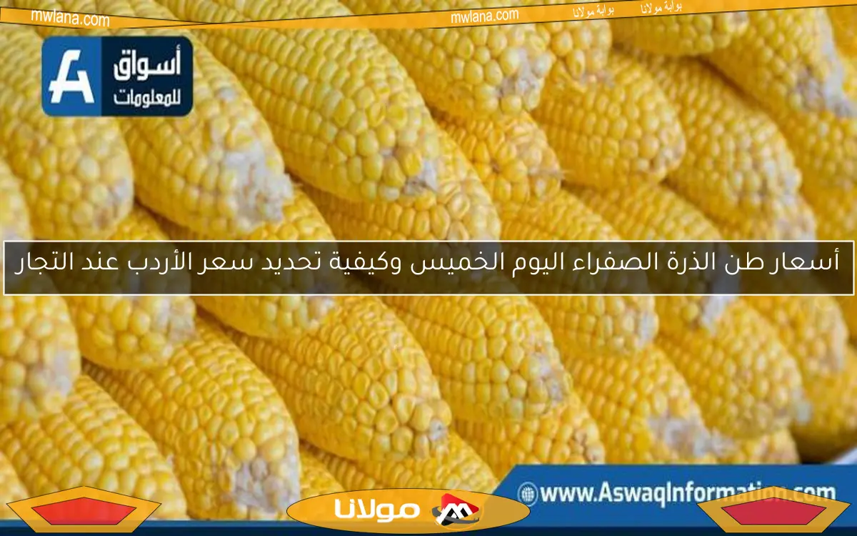 أسعار طن الذرة الصفراء اليوم الخميس وكيفية تحديد سعر الأردب عند التجار