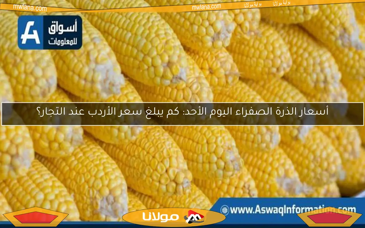 أسعار الذرة الصفراء اليوم الأحد: كم يبلغ سعر الأردب عند التجار؟