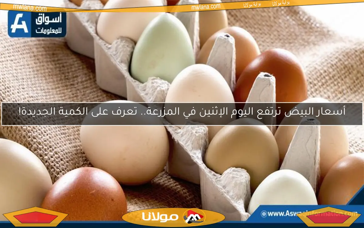 أسعار البيض ترتفع اليوم الإثنين في المزرعة.. تعرف على الكمية الجديدة!