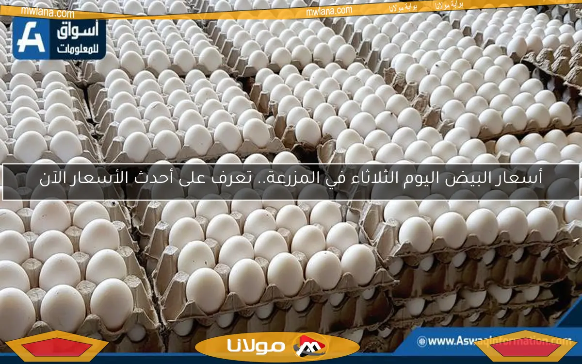 أسعار البيض اليوم الثلاثاء في المزرعة.. تعرف على أحدث الأسعار الآن