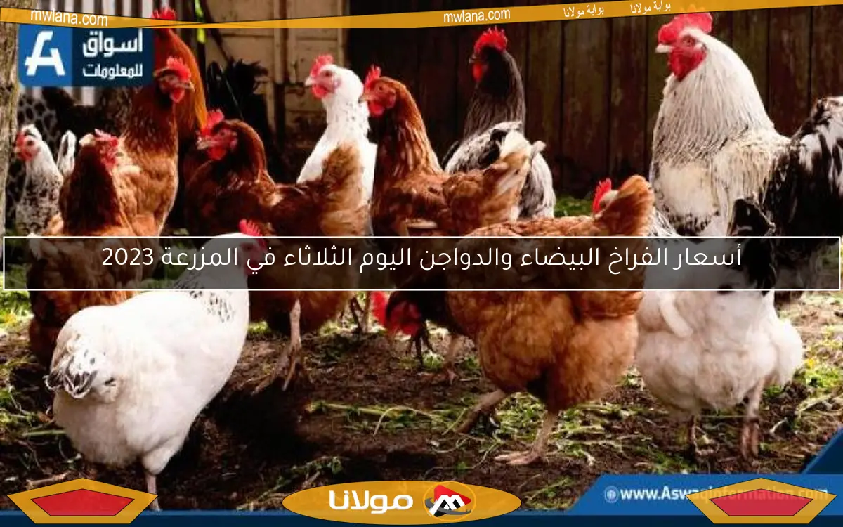 أسعار الفراخ البيضاء والدواجن اليوم الثلاثاء في المزرعة 2023