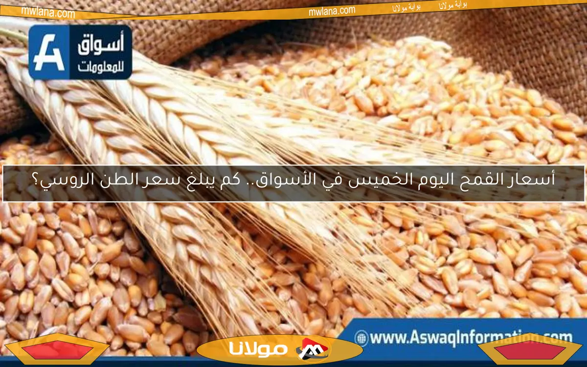 أسعار القمح اليوم الخميس في الأسواق.. كم يبلغ سعر الطن الروسي؟
