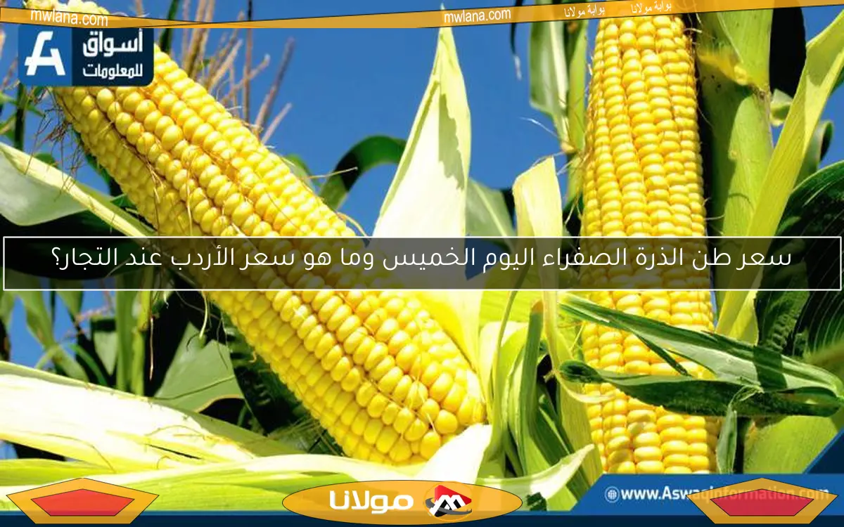 سعر طن الذرة الصفراء اليوم الخميس وما هو سعر الأردب عند التجار؟