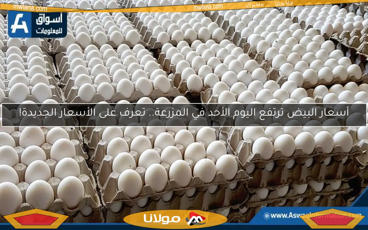 أسعار البيض ترتفع اليوم الأحد في المزرعة.. تعرف على الأسعار الجديدة!