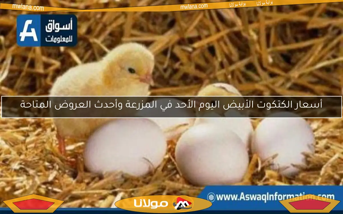 أسعار الكتكوت الأبيض اليوم الأحد في المزرعة وأحدث العروض المتاحة