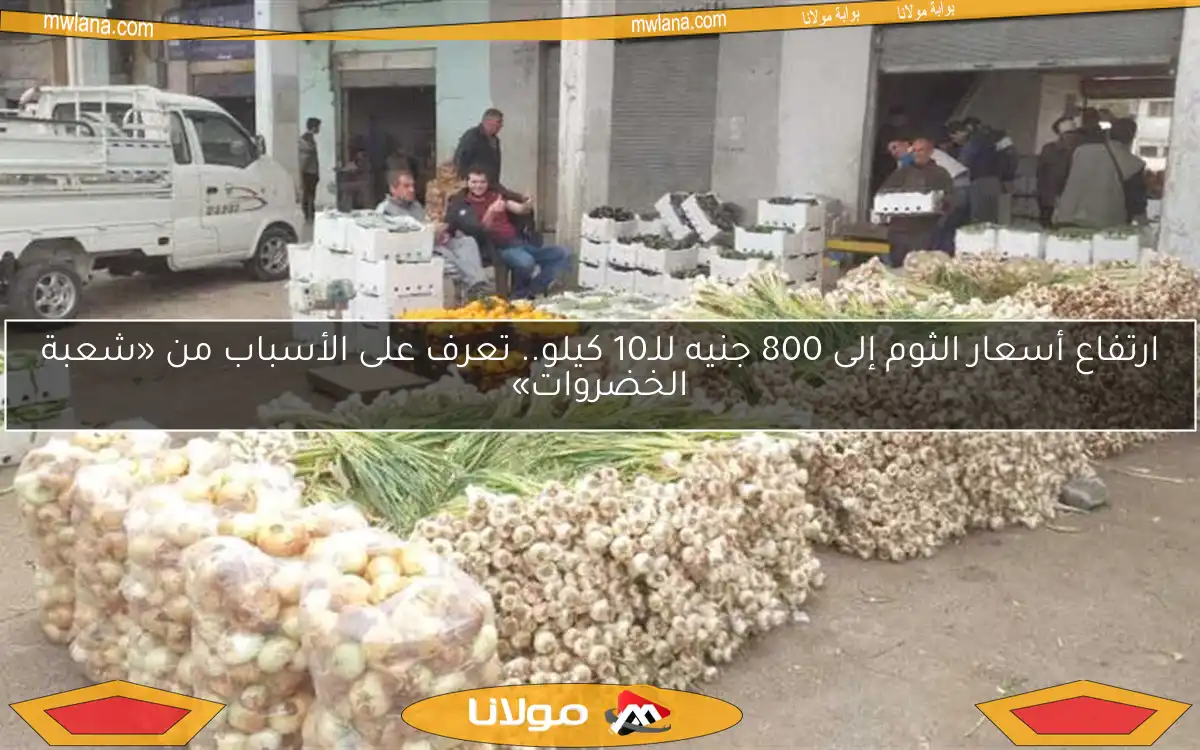 ارتفاع أسعار الثوم إلى 800 جنيه للـ10 كيلو.. تعرف على الأسباب من «شعبة الخضروات»