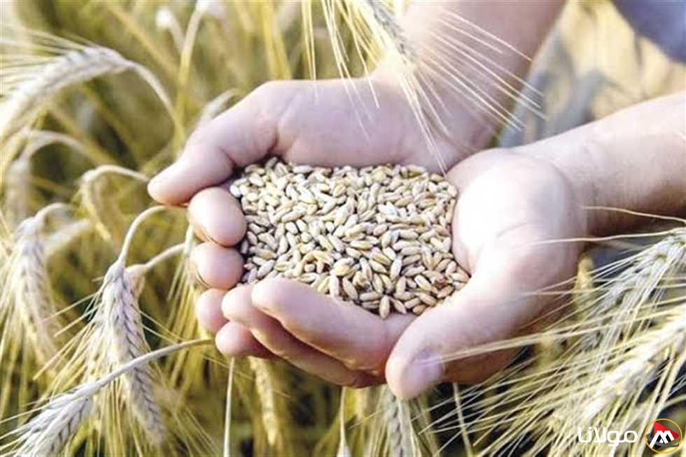 حصاد القمح 2025 في الوادي الجديد يحقق نجاحاً مع توريد 209 آلاف طن حتى الآن