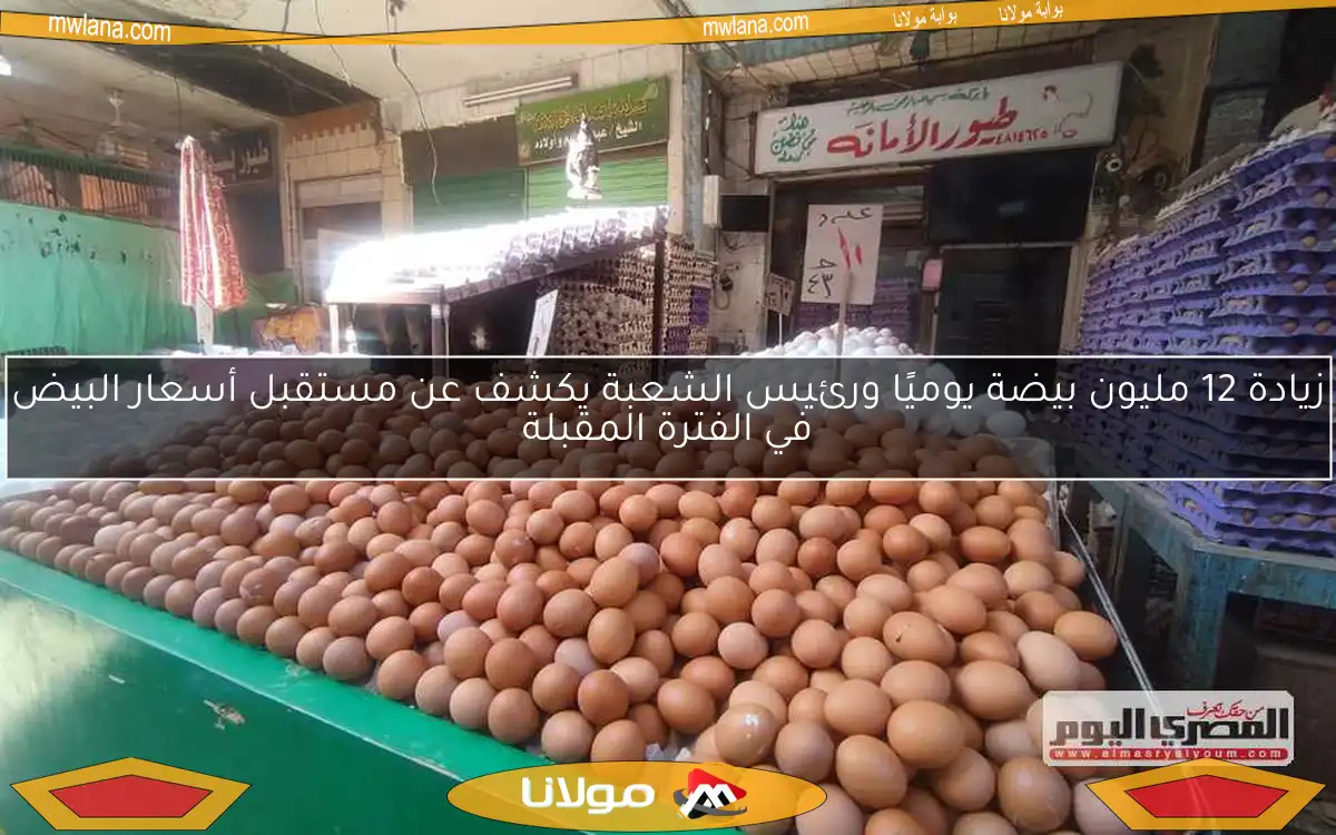 زيادة 12 مليون بيضة يوميًا ورئيس الشعبة يكشف عن مستقبل أسعار البيض في الفترة المقبلة