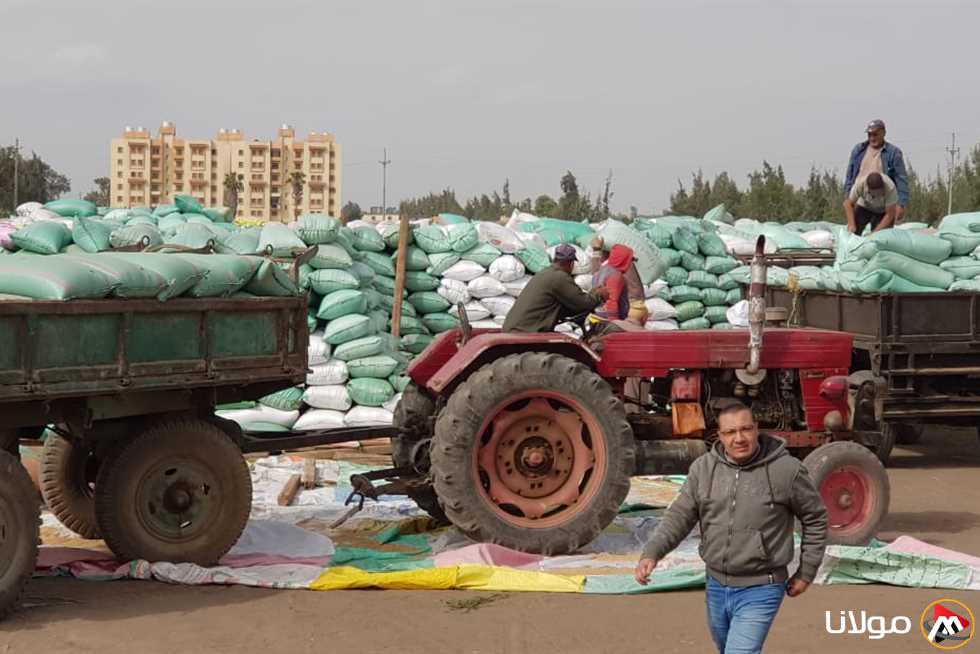 توريد 56 ألف طن من القمح إلى كفر الشيخ لتعزيز الأمن الغذائي