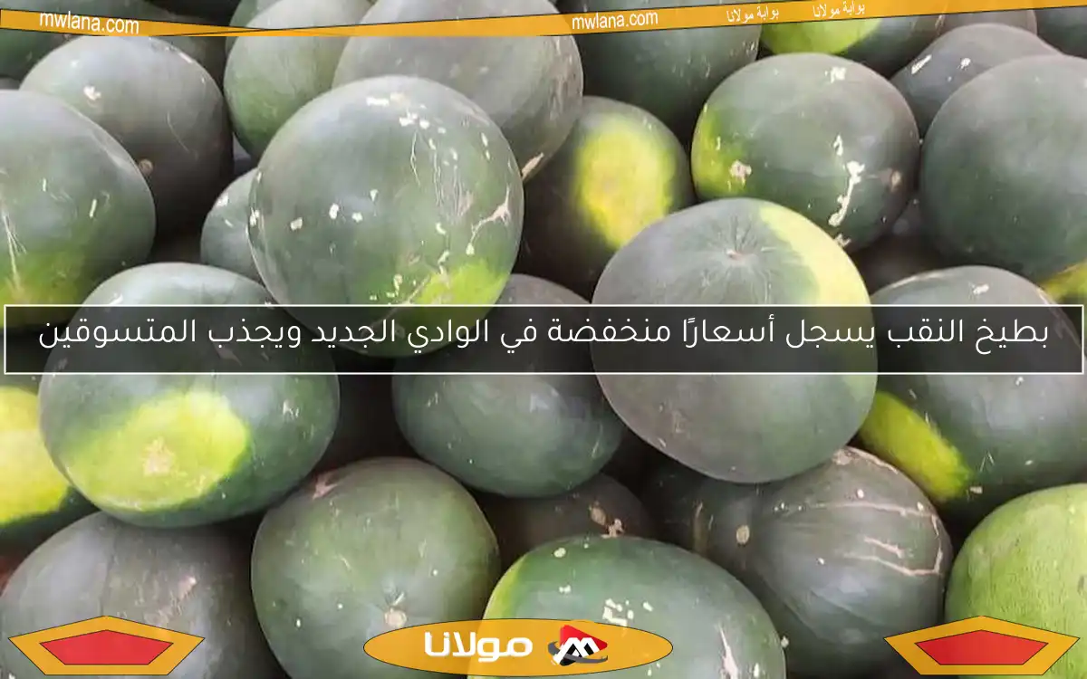 بطيخ النقب يسجل أسعارًا منخفضة في الوادي الجديد ويجذب المتسوقين