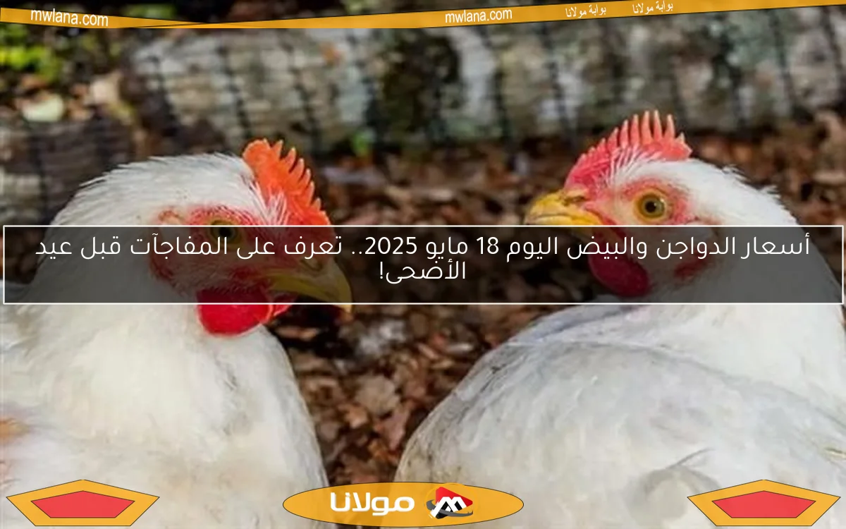 أسعار الدواجن والبيض اليوم 18 مايو 2025.. تعرف على المفاجآت قبل عيد الأضحى!