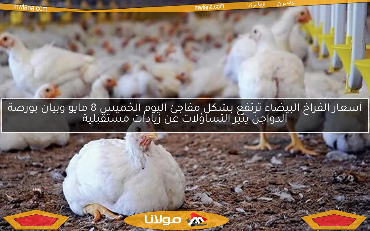 أسعار الفراخ البيضاء ترتفع بشكل مفاجئ اليوم الخميس 8 مايو وبيان بورصة الدواجن يثير التساؤلات عن زيادات مستقبلية