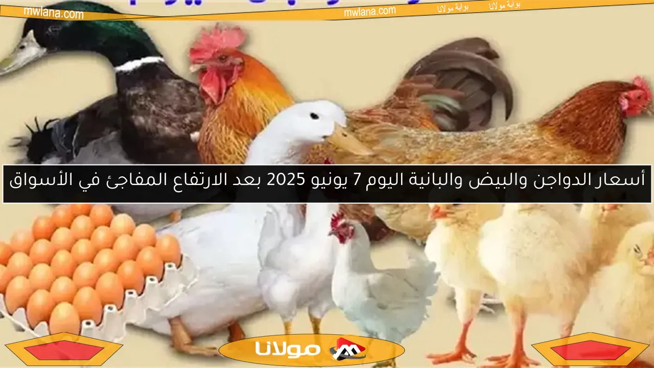 ارتفاع أسعار الفراخ والدواجن والبيض في أول يوم من مايو 2025 مع صرف المعاشات… تعرف على الأسعار الجديدة اليوم!
