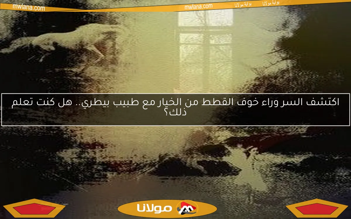 اكتشف السر وراء خوف القطط من الخيار مع طبيب بيطري.. هل كنت تعلم ذلك؟