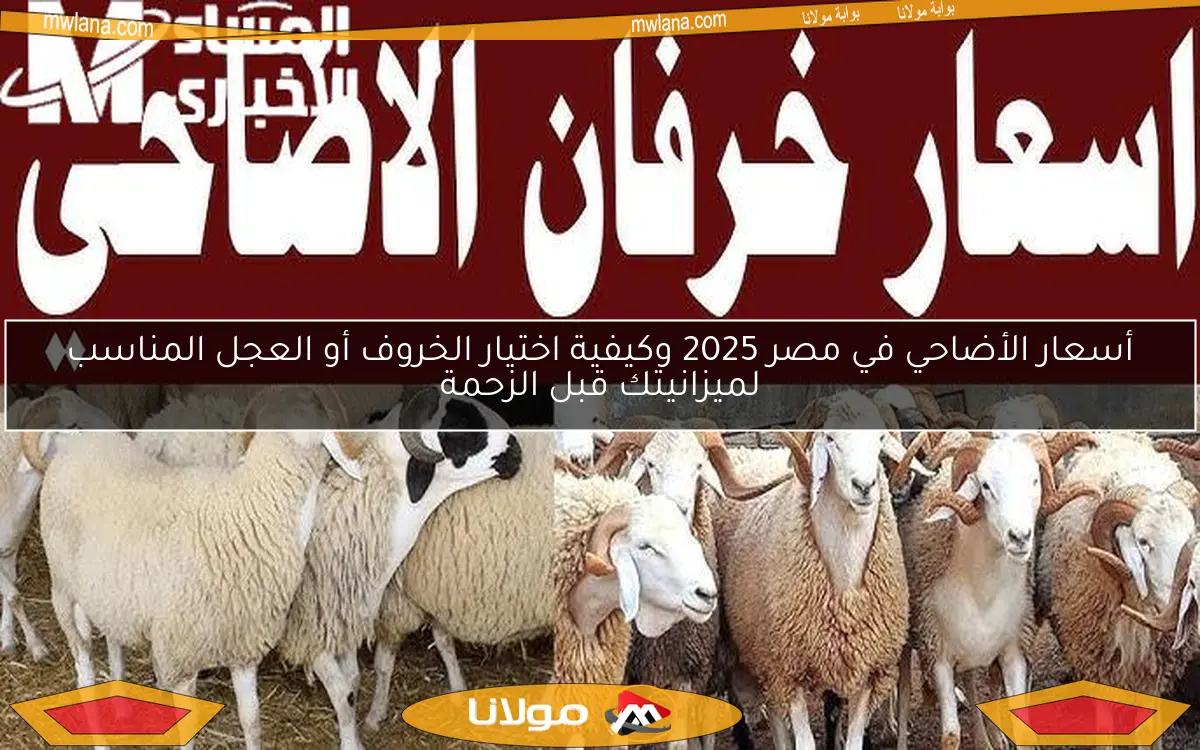 أسعار الأضاحي في مصر 2025 وكيفية اختيار الخروف أو العجل المناسب لميزانيتك قبل الزحمة