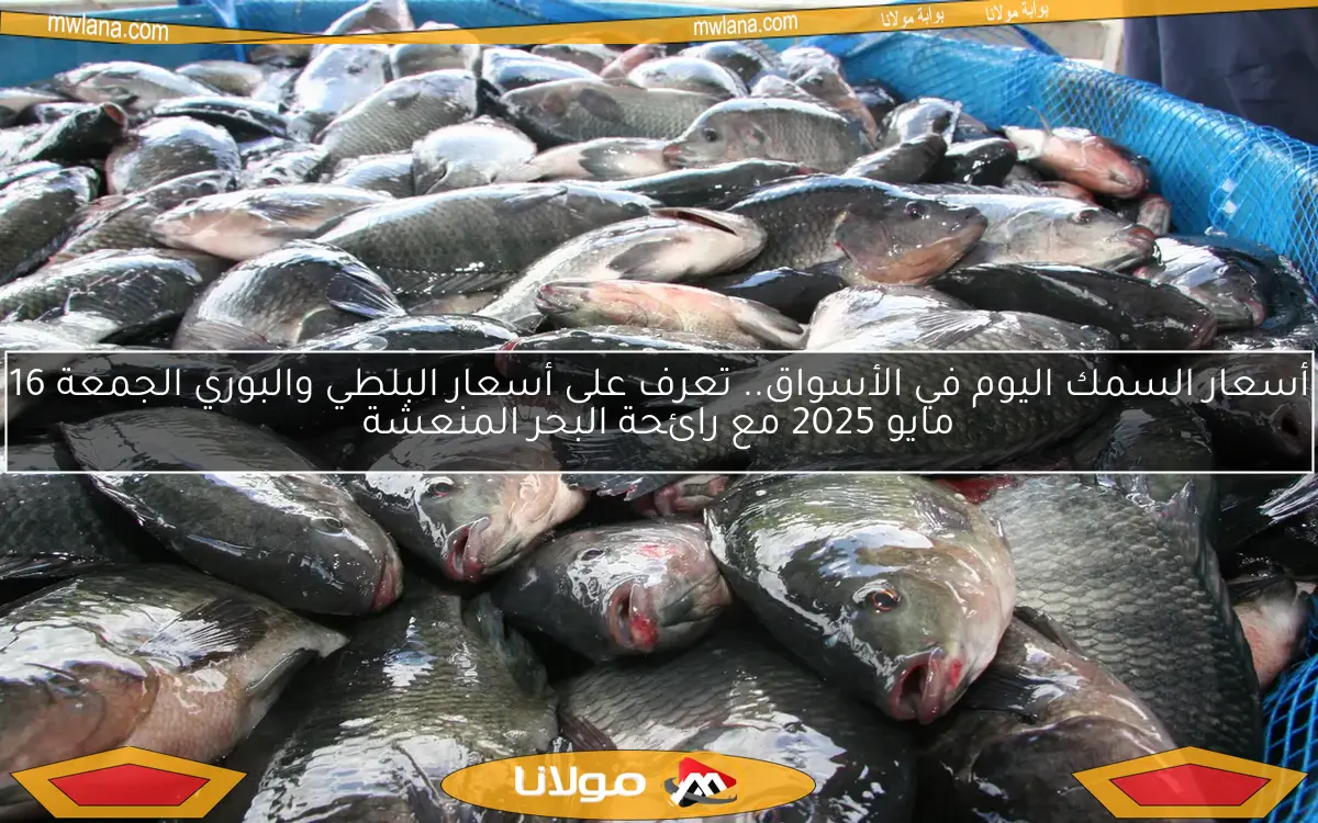 أسعار السمك اليوم في الأسواق.. تعرف على أسعار البلطي والبوري الجمعة 16 مايو 2025 مع رائحة البحر المنعشة
