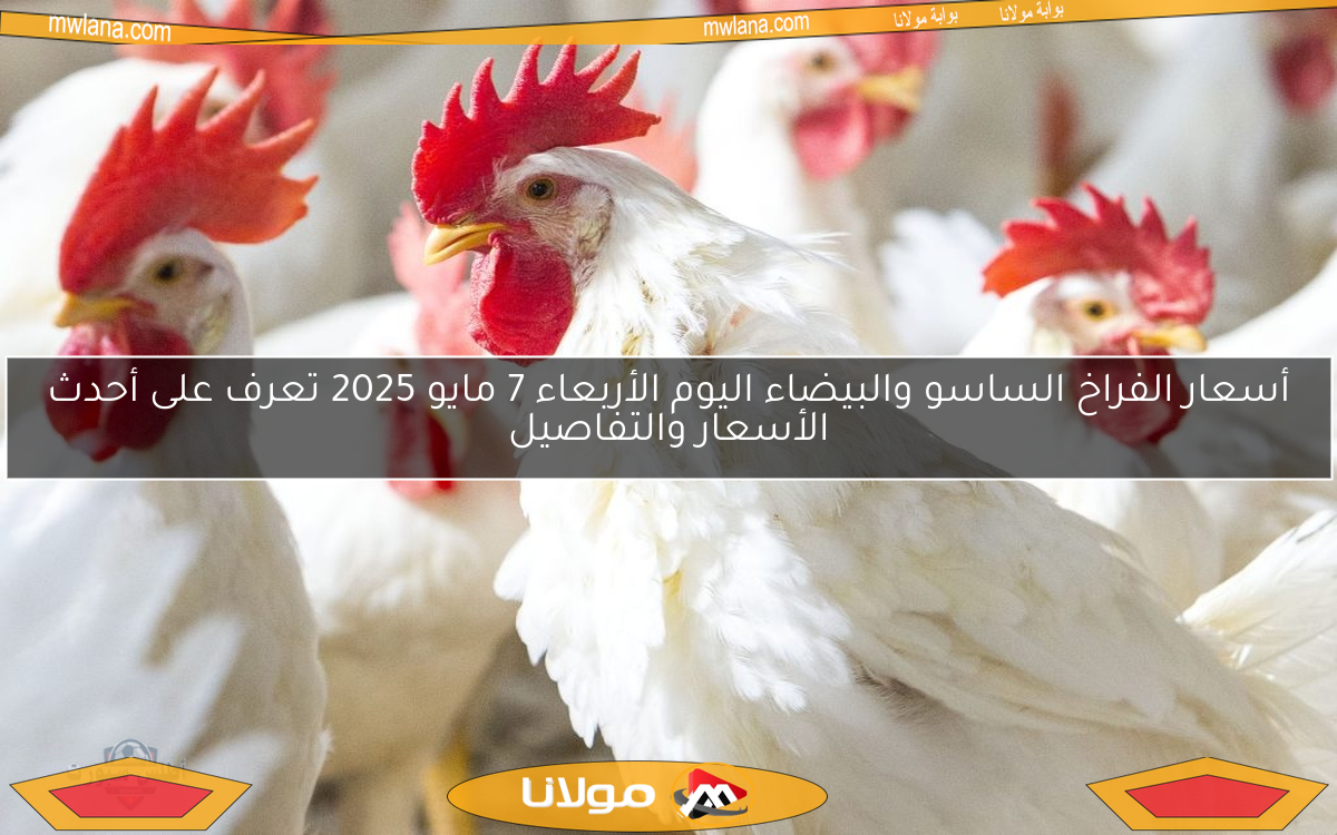 أسعار الفراخ الساسو والبيضاء اليوم الأربعاء 7 مايو 2025 تعرف على أحدث الأسعار والتفاصيل