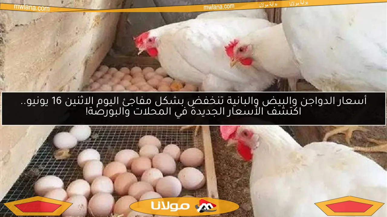 أسعار الدواجن والبيض والبانية تنخفض بشكل مفاجئ اليوم الاثنين 16 يونيو.. اكتشف الأسعار الجديدة في المحلات والبورصة!