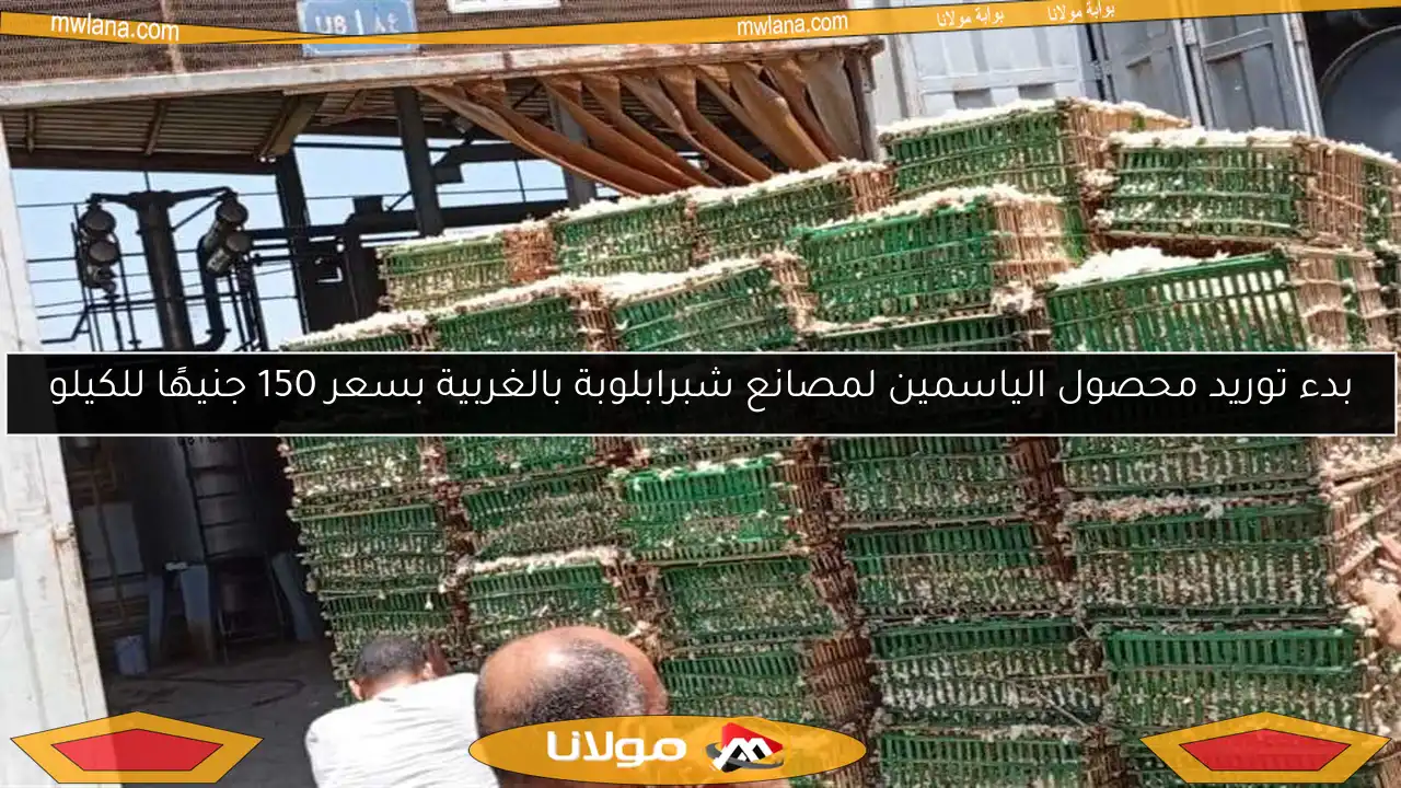 بدء توريد محصول الياسمين لمصانع شبرابلوبة بالغربية بسعر 150 جنيهًا للكيلو