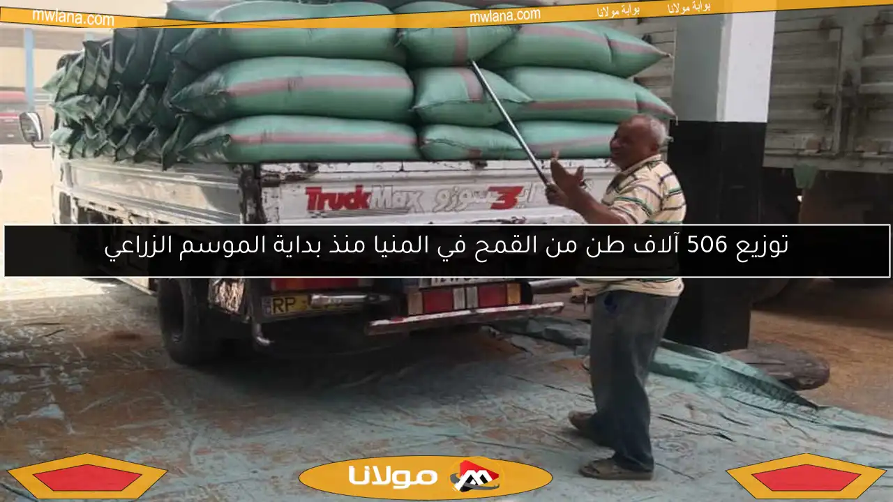 توزيع 506 آلاف طن من القمح في المنيا منذ بداية الموسم الزراعي