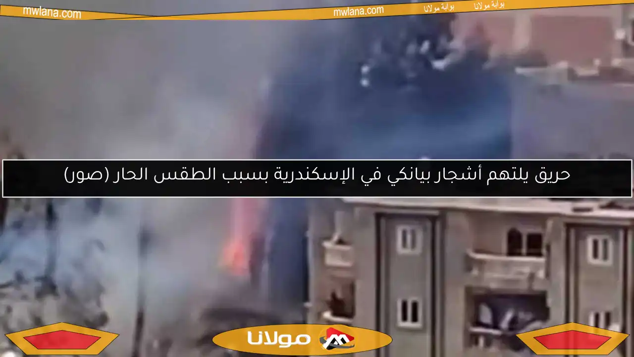 حريق يلتهم أشجار بيانكي في الإسكندرية بسبب الطقس الحار (صور)