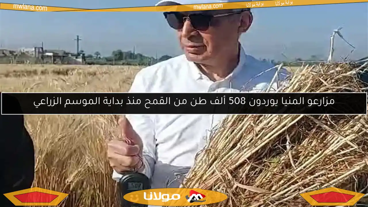 مزارعو المنيا يوردون 508 ألف طن من القمح منذ بداية الموسم الزراعي