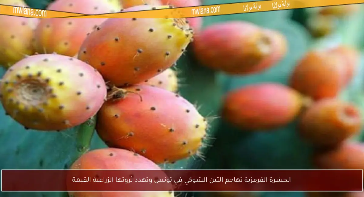 الحشرة القرمزية تهاجم التين الشوكي في تونس وتهدد ثروتها الزراعية القيمة