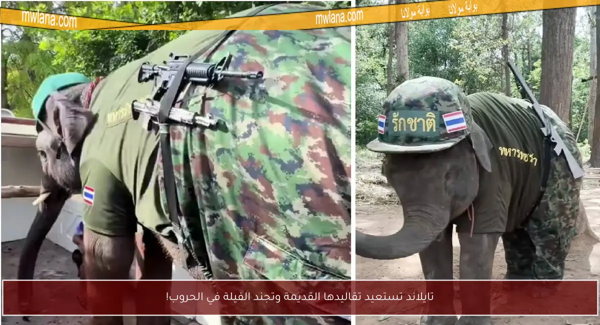 تايلاند تستعيد تقاليدها القديمة وتجند الفيلة في الحروب!