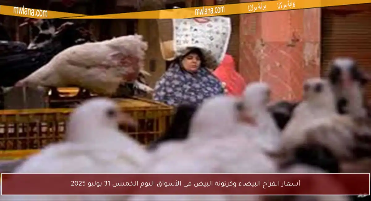 أسعار الفراخ البيضاء وكرتونة البيض في الأسواق اليوم الخميس 31 يوليو 2025