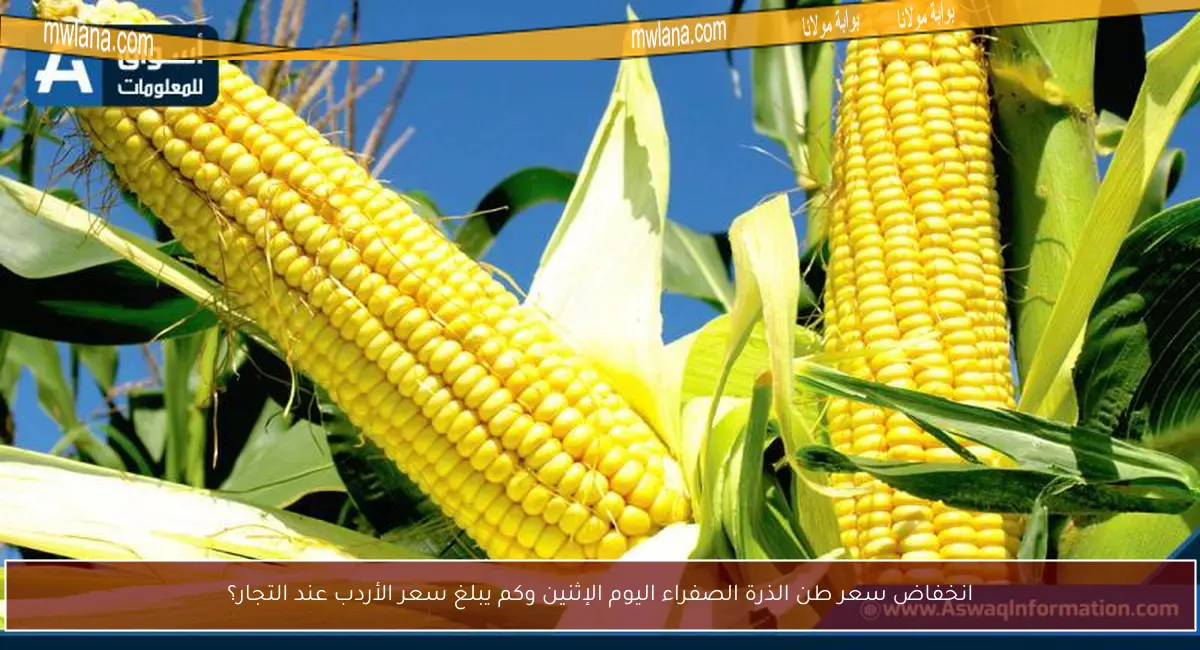 انخفاض سعر طن الذرة الصفراء اليوم الإثنين وكم يبلغ سعر الأردب عند التجار؟