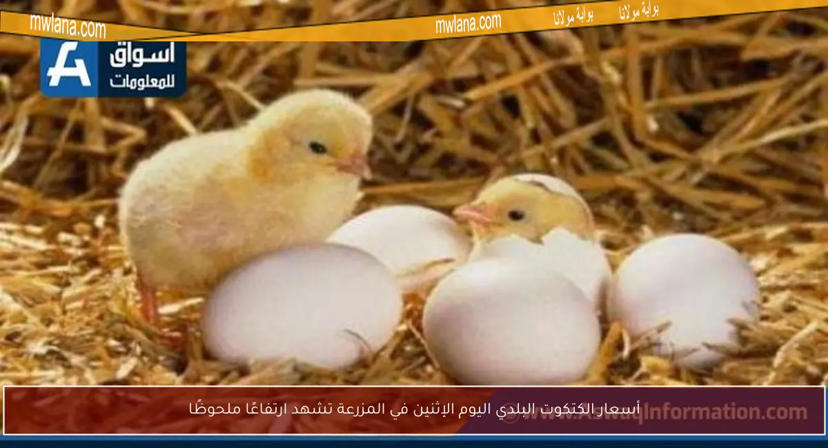 أسعار الكتكوت البلدي اليوم الإثنين في المزرعة تشهد ارتفاعًا ملحوظًا