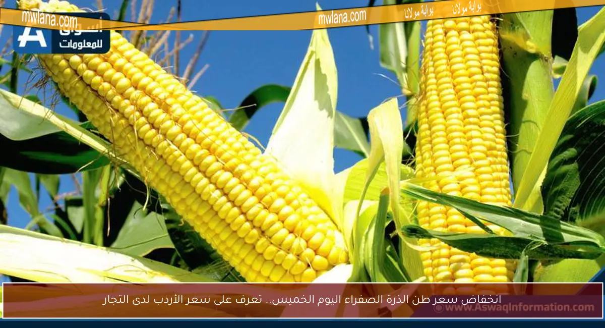 انخفاض سعر طن الذرة الصفراء اليوم الخميس.. تعرف على سعر الأردب لدى التجار