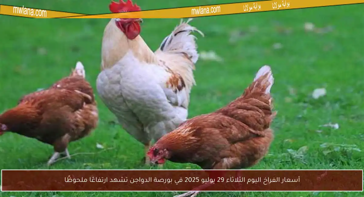 أسعار الفراخ اليوم الثلاثاء 29 يوليو 2025 في بورصة الدواجن تشهد ارتفاعًا ملحوظًا