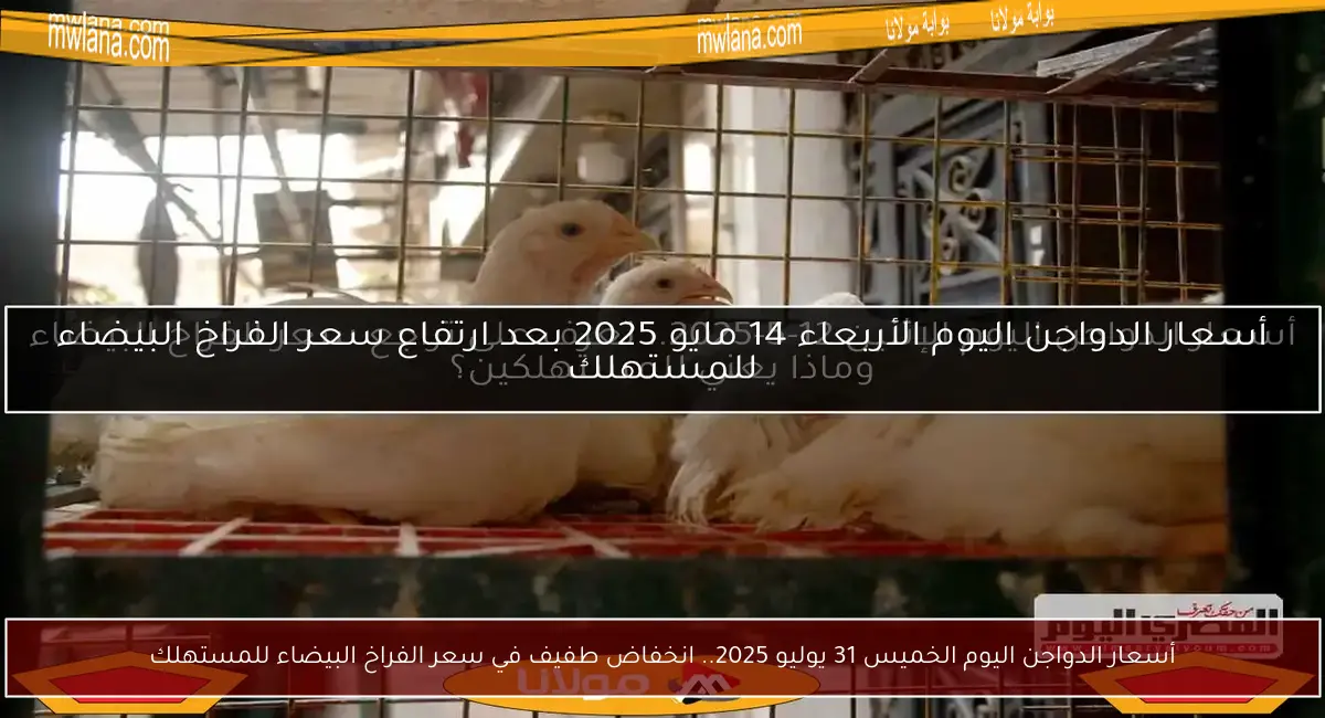 أسعار الدواجن اليوم الخميس 31 يوليو 2025.. انخفاض طفيف في سعر الفراخ البيضاء للمستهلك