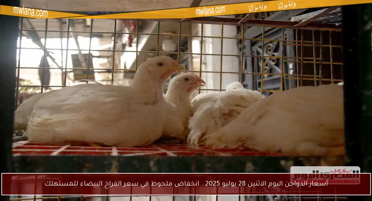 أسعار الدواجن اليوم الاثنين 28 يوليو 2025.. انخفاض ملحوظ في سعر الفراخ البيضاء للمستهلك