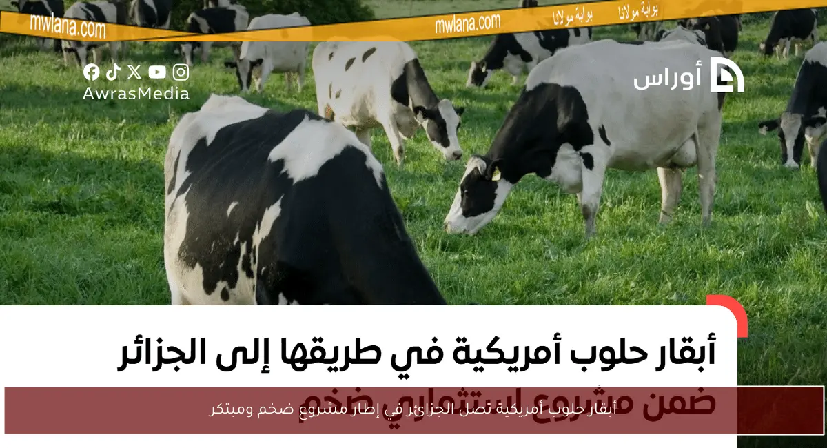 أبقار حلوب أمريكية تصل الجزائر في إطار مشروع ضخم ومبتكر